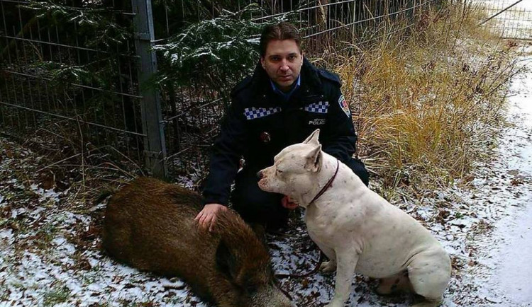 Strážník spolu s divočákem a pitbullem