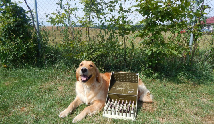Zvířata jsou často nemocná kvůli tomu, že přebírají problémy svých pánů, říká Petra Nová