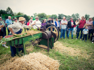 Staročeské dožínky na Blatech, sekání slámy na historických strojích.