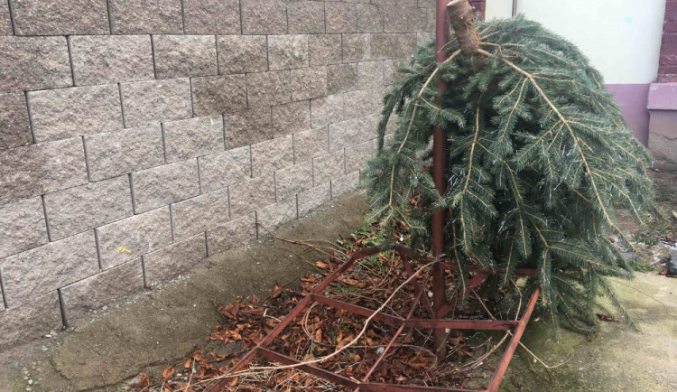 Už teď se povalují vánoční stromky, které rychle dosloužily,  v ulicích Českých Budějovic.