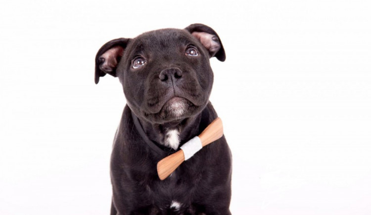 Silvestrovské oslavy jsou utrperní pro většinu zvířat.