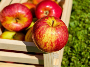 V Česku se prodávají polská jablka, která mají sedmkrát více pesticidů, než povoluje zákon