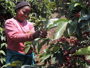 Vášnivé milovníky skvělé kávy, ale i obyčejné popíječe domácího kafíčka určitě zaujme káva Estian. Je pražena světovými pražiči a nabízí tak jedinečnou chuť v mnoha variantách.