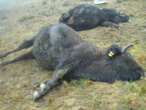 Tři březí bizoní krávy zabila na Jindřichohradecku elektřina