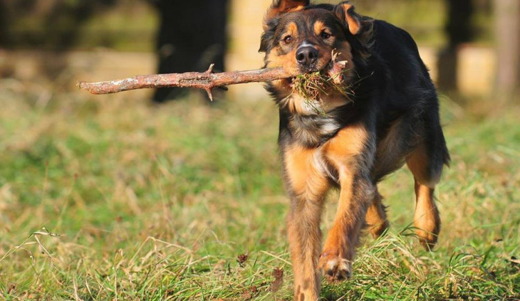 Sam z Animal rescue hledá nového páníčka