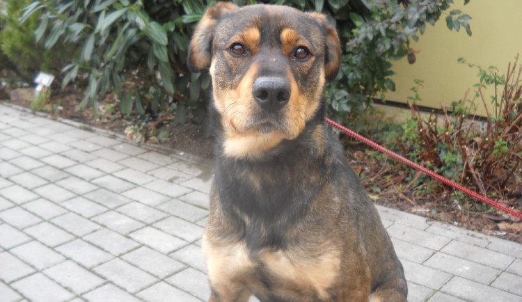 Aiva z českobudějovického útulku čeká na nového páníčka.