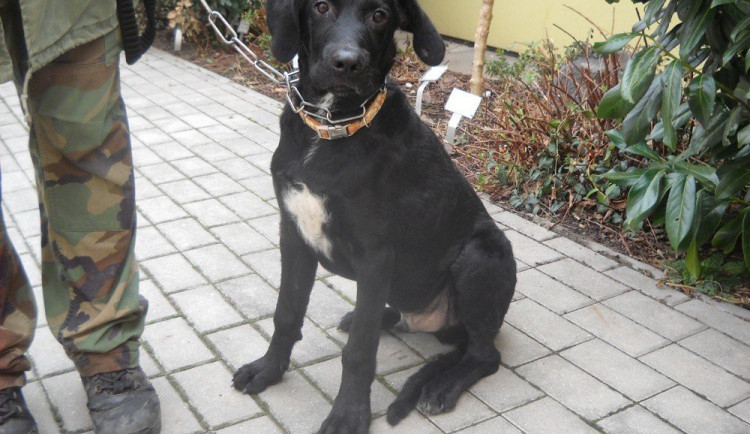 Garbo hledá nový domov.