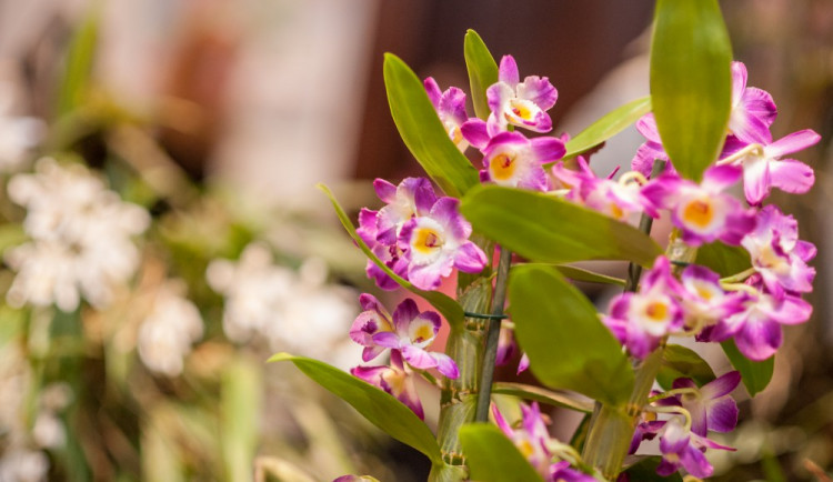 Výstava orchidejí se opět vrací do Jihočeského muzea. Tentokrát nabídne i doprovodný program