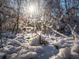 Jih Česka podle meteorologů zasáhne silné sněžení