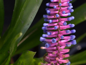 Jihočeské muzeum opět pořáda tradiční a oblíbenou výstavu orchidejí, bromélií, sukulentů a jiných exotických rostlin