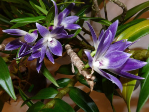 Jihočeské muzeum opět pořáda tradiční a oblíbenou výstavu orchidejí, bromélií, sukulentů a jiných exotických rostlin