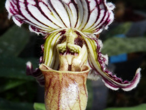 Jihočeské muzeum opět pořáda tradiční a oblíbenou výstavu orchidejí, bromélií, sukulentů a jiných exotických rostlin