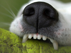 Psa, který byl na procházce s páníčkem, pokousal uprchlý pitbulteriér