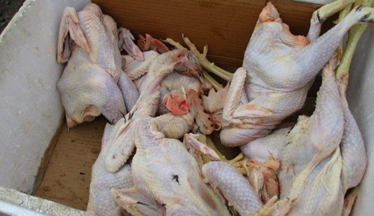 Veterináři s celníky odhalili ve Strakonicích přepravu potravin neznámého původu.