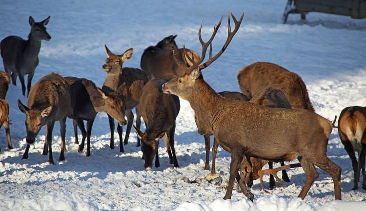 Jelenárium v návštěvnickém centru šumavského národního parku na Kvildě je uzavřeno. Důvodem je incident, při němž tam jelen napadl a zranil jednoho z návštěvníků.