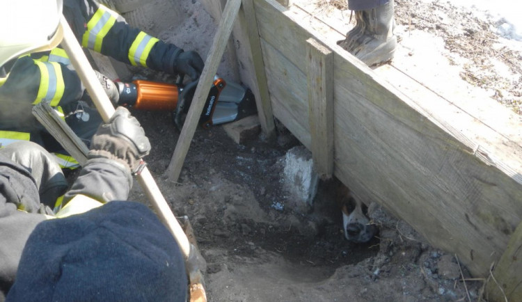 Jindřichohradečtí hasiči vyprostili z díry pod chodníkem psa
