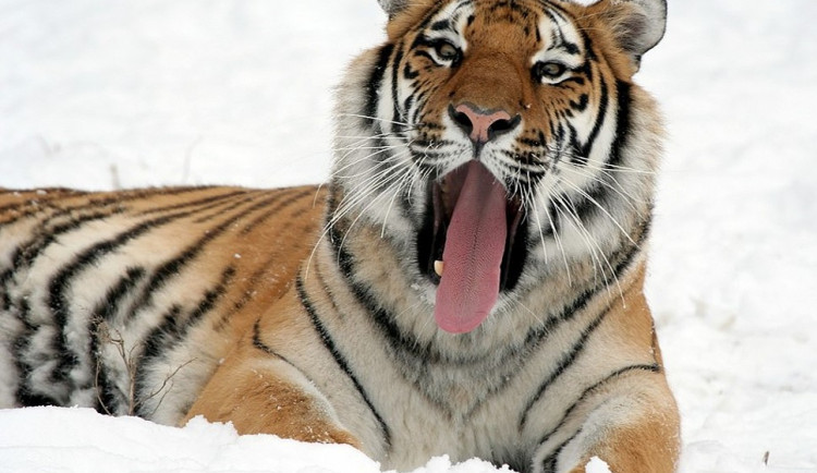 Mrazivé počasí si některá zvířata v táborské zoologické zahradě užívají, jiným se musí topit