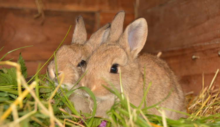 Výstava O červených vejcích provede návštěvníky muzea velikonočními tradicemi.
