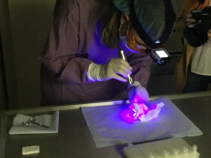 Vyhodnocování stop.