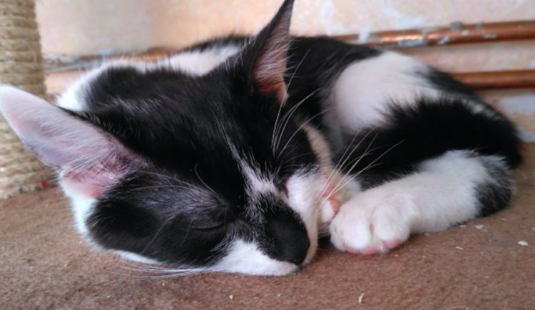 Ferrero spokojeně pochrupkává. Ještě líp by se mu ale spalo v teple domova.