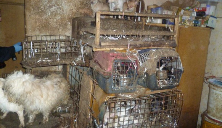 Týrání zvířat loni zjistili jihočeští veterináři v 52 případech