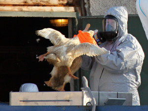 Blatenská ryba pokutu od veterinářů kvůli ptačí chřipce nedostala