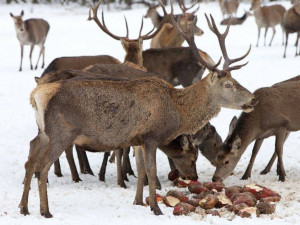 Národní park Šumava zvažuje změny v centru na pozorování jelenů