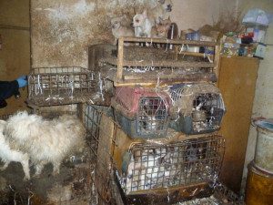 Týrání zvířat loni zjistili jihočeští veterináři v 52 případech