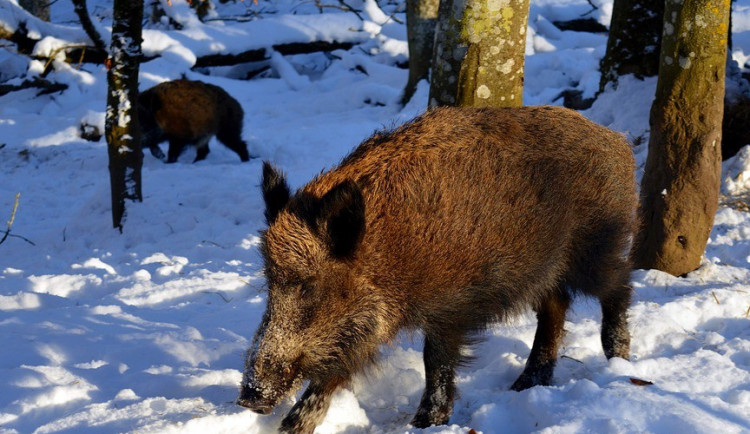 Veterináři vylepují letáky, které vyzývají dálkové řidiče, aby neodhazovali svačiny podél silnic