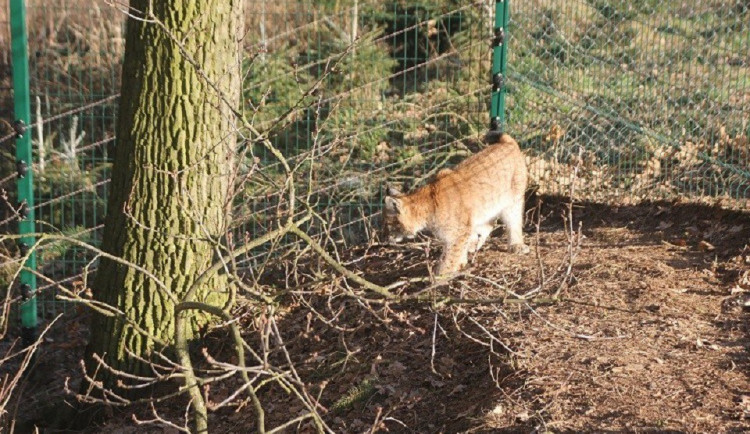Rys Petr z táborské zoo se dočkal partnerky. Aisha přicestovala z Německa