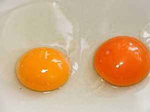 Veterináři musí zlikvidovat 26 tun vaječných výrobků s fipronilem
