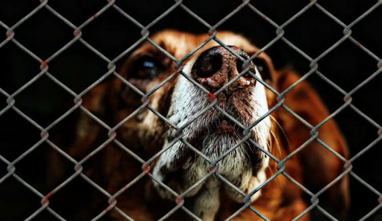 Dobrovolnice pořádá  v Českých Budějovicích již třetí charitativní bazar pro týraná zvířata
