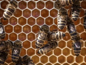 V jižních Čechách se podařilo snížit výskyt včelího moru