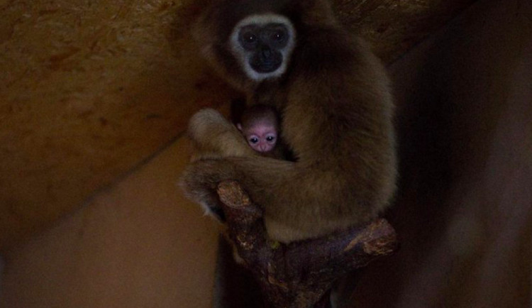 Giboni v jihočeské zoo Dvorec