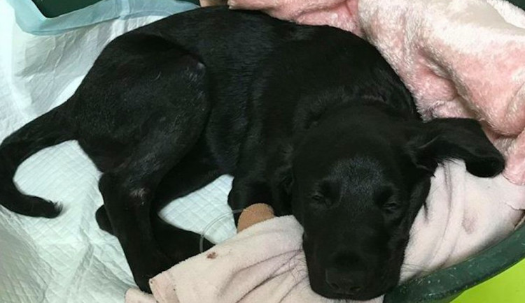 Týrané tříměsíční štěně labradora Marley.