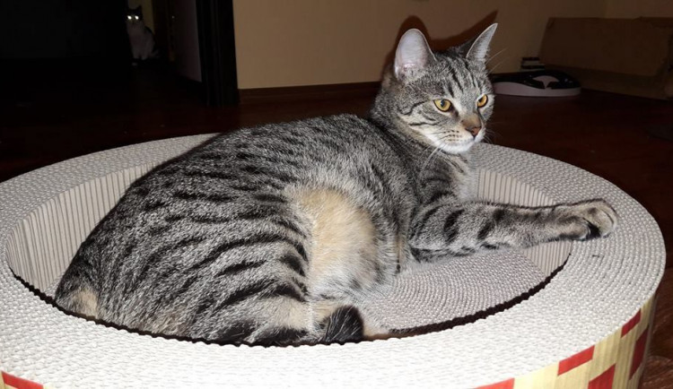 Najde Scott nový domov?