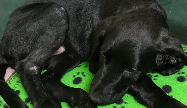 Marley je stabilizovaný a zotavuje se. Lidé v Prachaticích za něj vyrazí bojovat do ulic