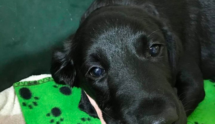 Marley se původnímu majiteli nevrátí. Štěně bude umístěno do předběžné náhradní péče
