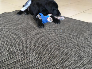 Marley už odjel z pražské kliniky