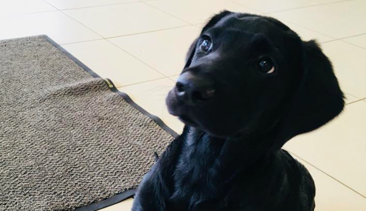 Marley už odjel z pražské kliniky