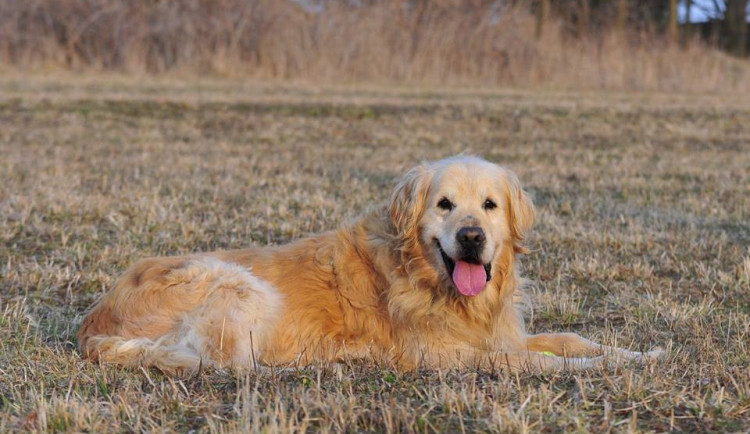 Tobi hledá nový domov.