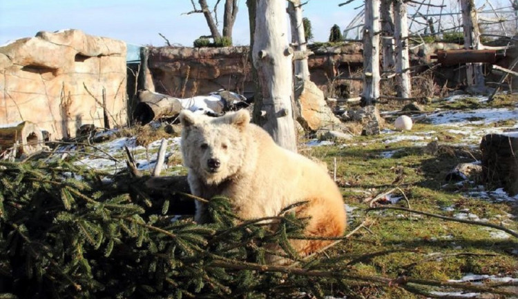 Samice medvěda plavého v hlubocké zoo.