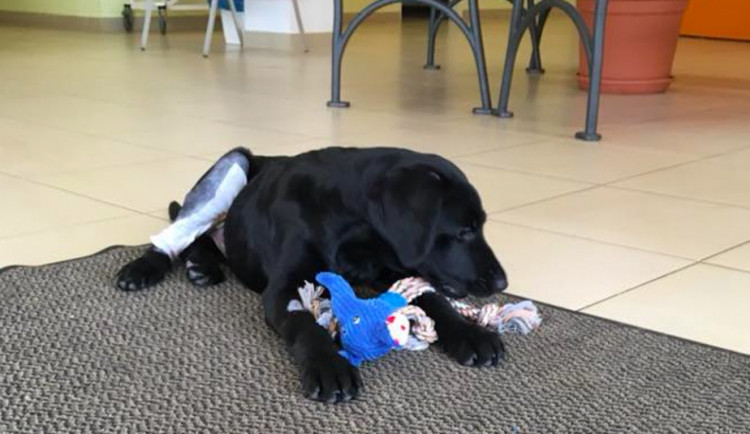 Marley nebude mít trvalé následky. I tak ale policie vyhodnotila čin čtyřiadvacetiletého Jakuba jako zvlášť surový.