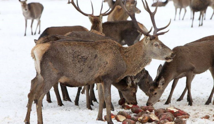 Jeleni z obory u Kvildy.