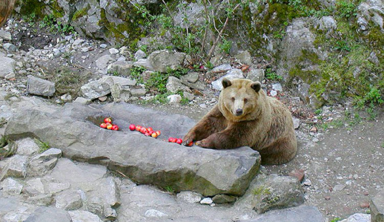 V zámeckém příkopu v Českém Krumlově by se mohla objevit medvíďata