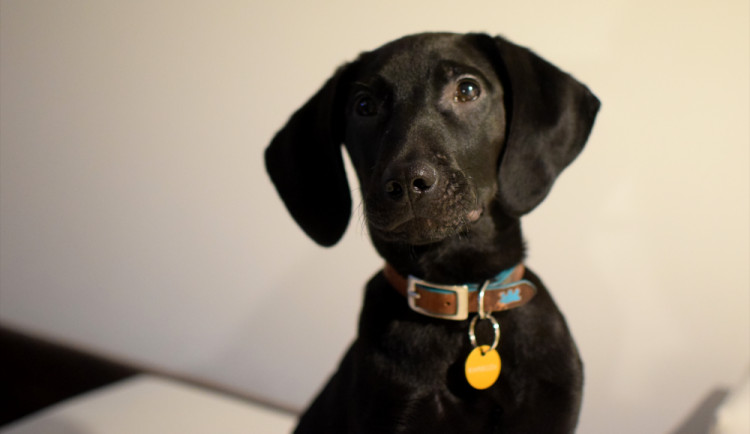 Kamboda zvaná Bóža.