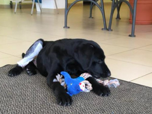 Marley po operaci. Zdroj: Facebook Karin Lubísek