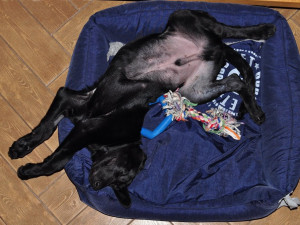 Marley už se má dobře. Zdroj: Facebook Animal Rescue – Odchytová služba a útulek