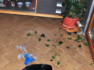 Občas vyvede nějakou lupmárnu.  Zdroj: Facebook Animal Rescue – Odchytová služba a útulek