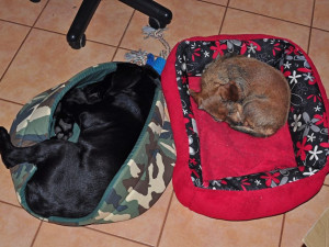 Marley už se má dobře.  Zdroj: Facebook Animal Rescue – Odchytová služba a útulek